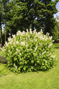 Strauchkastanie, Aesculus parviflora, Slowenien