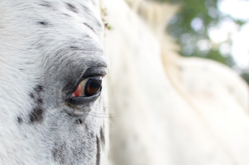 Horse eye, Appaloosa horse eye