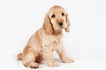 Cocker Spaniel Puppy