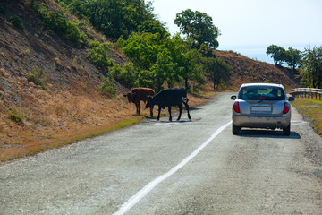 Two cows on the road