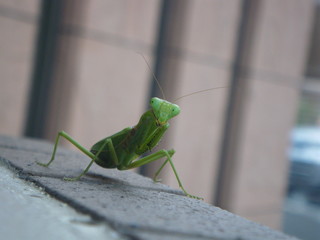 カマキリ