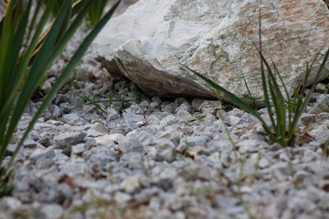 Stones and flowers. Background. Blurred foreground