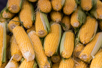 Fresh yellow sweet corn, raw. Close-up.