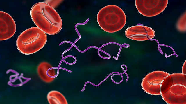 Borrelia Bacteria In Blood, 3D Illustration. The Causative Agent Of Lyme Disease And Relapsing Fever