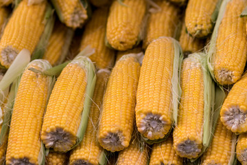 Fresh yellow sweet corn, raw. Close-up.