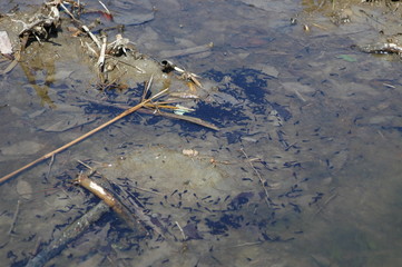 オタマジャクシ