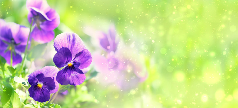 beautiful floral background. Elegant artistic flowers image. purple Viola flower. spring summer season.  template for design. copy space