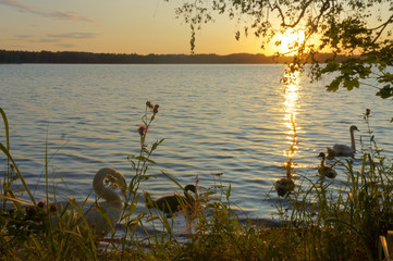 Swans with baby swans in the evening on the lake. Family of swans at sunset.