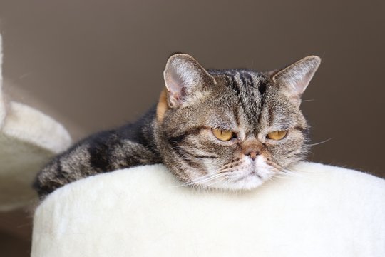 ふてくされ顔 の画像 12 件の Stock 写真 ベクターおよびビデオ Adobe Stock