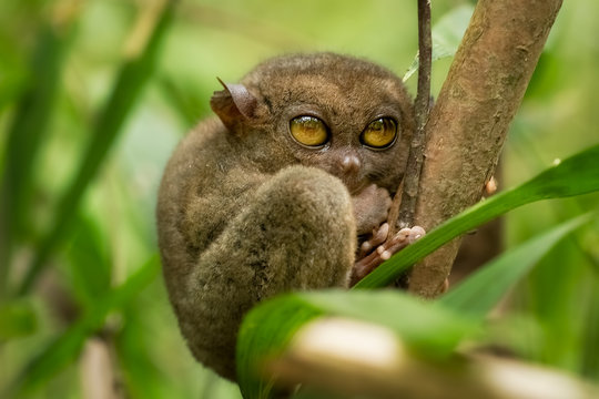 tarsius tarsier primate with big eyes in philippines