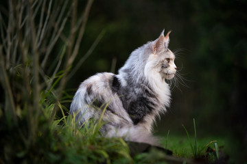 Naklejka na ściany i meble profile side view of a beautiful black torbie silver highwhite maine coon cat sitting outdoors in nature observing the area