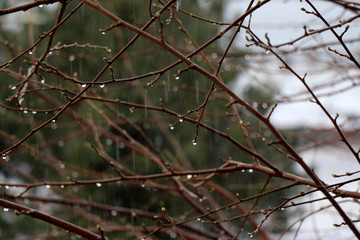 branches of a tree after rain
