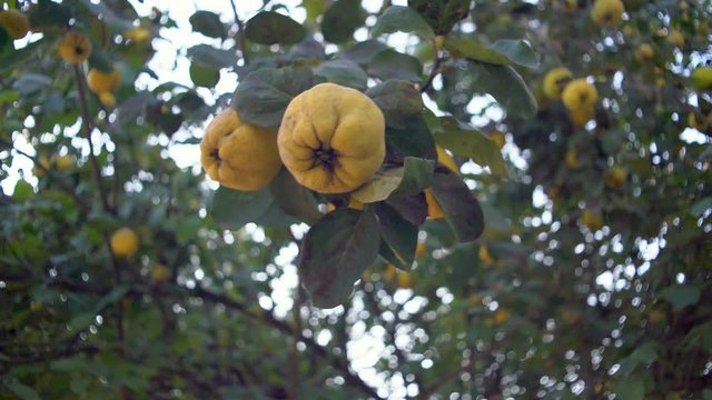 Quince on the tree with green leaf. Autumn season.