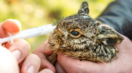 A little gray and wild bunny drinks milk from a syringe.