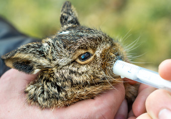 A little gray and wild bunny drinks milk from a syringe.