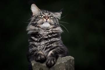 Naklejka na ściany i meble cute black classic tabby maine coon cat leaning on a stone outdoors at night looking at camera surprised
