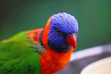 Colorful wild lorikeet bird in Australia