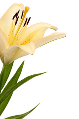 Obraz premium Flower of cream lily, isolated on white background