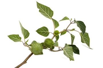 Branch with datura fruit, spiny capsule with seeds, jimsonweed, dope, stramonium, thorn-apple,...