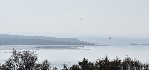 Salty Lagoon of Fuente de Piedra in Malaga a winter foggy morning, with silvery tones and silhouettes of different water birds (flamingos, avocetas, egrets, seagulls, cranes ...)