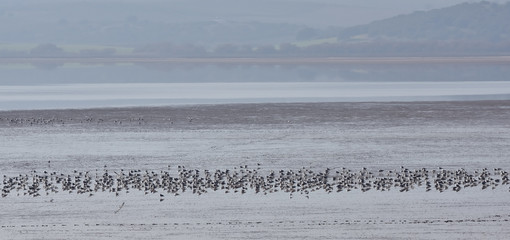 Salty Lagoon of Fuente de Piedra in Malaga a winter foggy morning, with silvery tones and silhouettes of different water birds (flamingos, avocetas, egrets, seagulls, cranes ...)