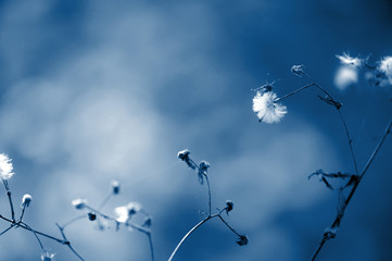 abstract photo of flowers on a blurred background.Classic blue color the year 2020. space for text .