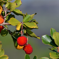 Red strawberry fruits intensely red