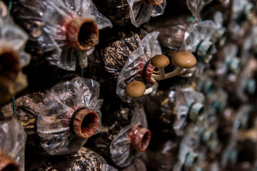 mushrooms indoor plantation, cultivation