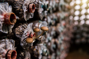 mushrooms indoor plantation, cultivation
