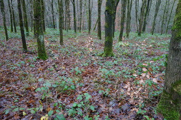 Autumn leaves in a forest