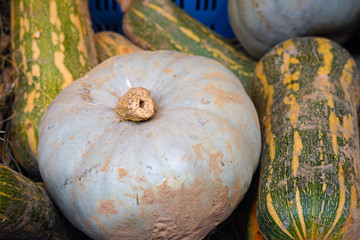 Colorful orange and green pumpkins and gourds in the fall