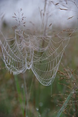 The web is stretched on the grass. Dewdrops on the web. Blurred yellow green background.