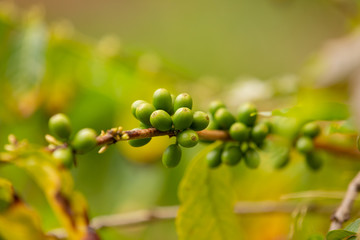 Twig Of Fresh Coffee Fruits Growing In Farm