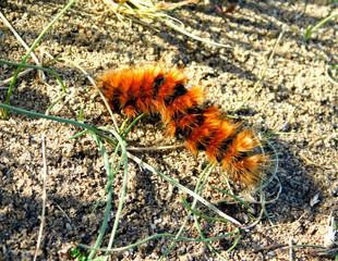 Red caterpillar, lives in South America