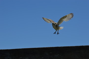 an owl flying on the wood