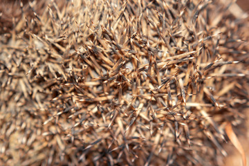 Hedgehog curled up in a ball of dry grass, a great young mammal.