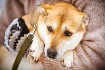 Small red dog in the hands of the owner. Portrait of a beautiful ginger dog, friendship of dog and man.