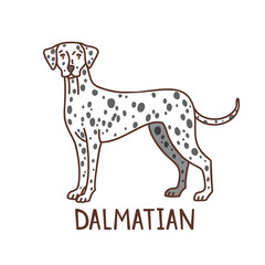 Isolated Dalmatian in Hand Drawn Doodle Style