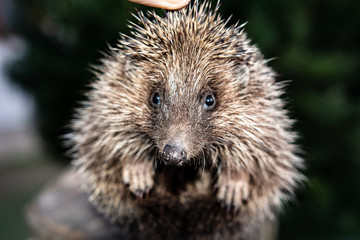 Men's hands are holding a hedgehog who has curled up in a ball, the sunset is visible on the horizon.