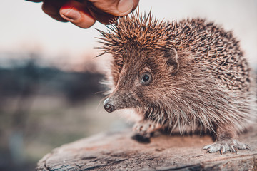 Men's hands are holding a hedgehog who has curled up in a ball, the sunset is visible on the horizon.