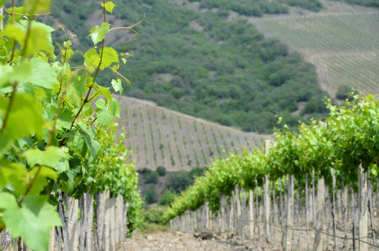 Agro landscape: grapevine rows on a backward-slope hillside, by cold daylighting. Rural landscape with vineyards, foreground focus