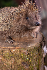 The hedgehog, a large and wild mammal went hunting.