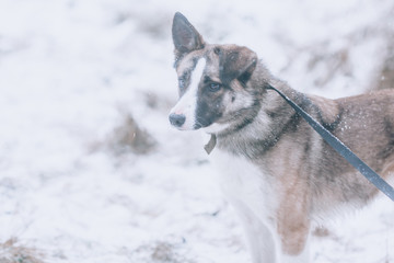 Naklejka premium Dog portrait in the winter. Dog on a walk, focus on the eyes. Beautiful defocus photo with a dog in soft pastel colors.