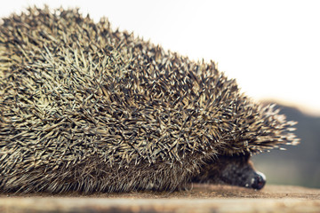 The hedgehog, a large and wild mammal went hunting.