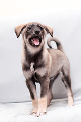 A little gray puppy stands and sings a song. His tail is bent by a calico, and his ears are hanging funny.