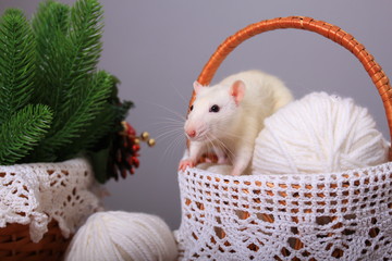 White rat, symbol of the year, in the New Year decorations