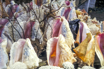 Muscheln, schwarze Korallen, Grenada, St. Georges