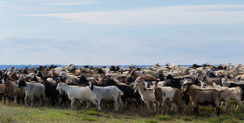 A herd of goats and sheep. Animals graze in the meadow. Pastures of Europe.