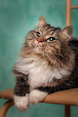 Portrait of a young fluffy striped cat with a luxurious mustache in white socks. She lies on a chair hanging her paws against the turquoise wall