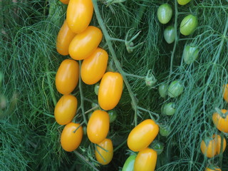 fresh vegetables at the market, fresh yellow tomatoes